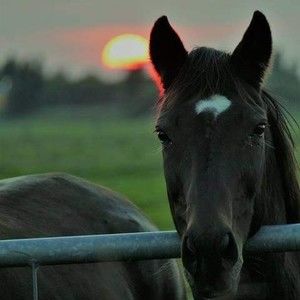 Meet your Posher, Yolanda